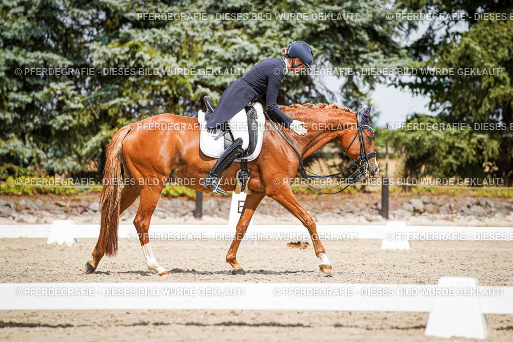 DSC06246 | Pferdegrafie