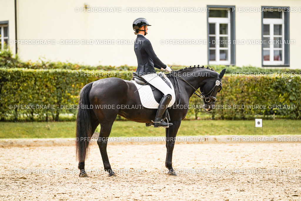 DSC01989 | Pferdegrafie