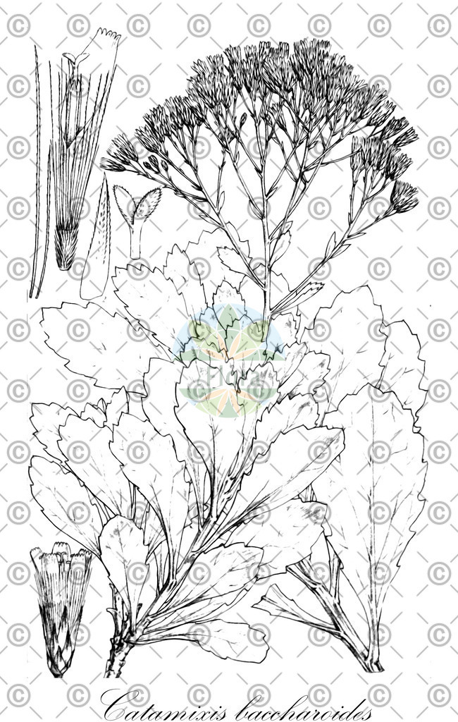 HistAbb_EMP_119304_1_FloraD_Simple | Historische Abbildung von Catamixis baccharoides - Asteraceae | Historical Illustration of Catamixis baccharoides - Asteraceae