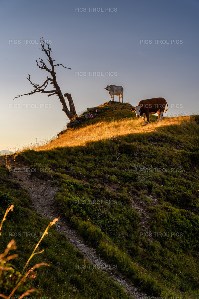 DSC_0495-Verbessert-RR-Bearbeitet | Tirolpics