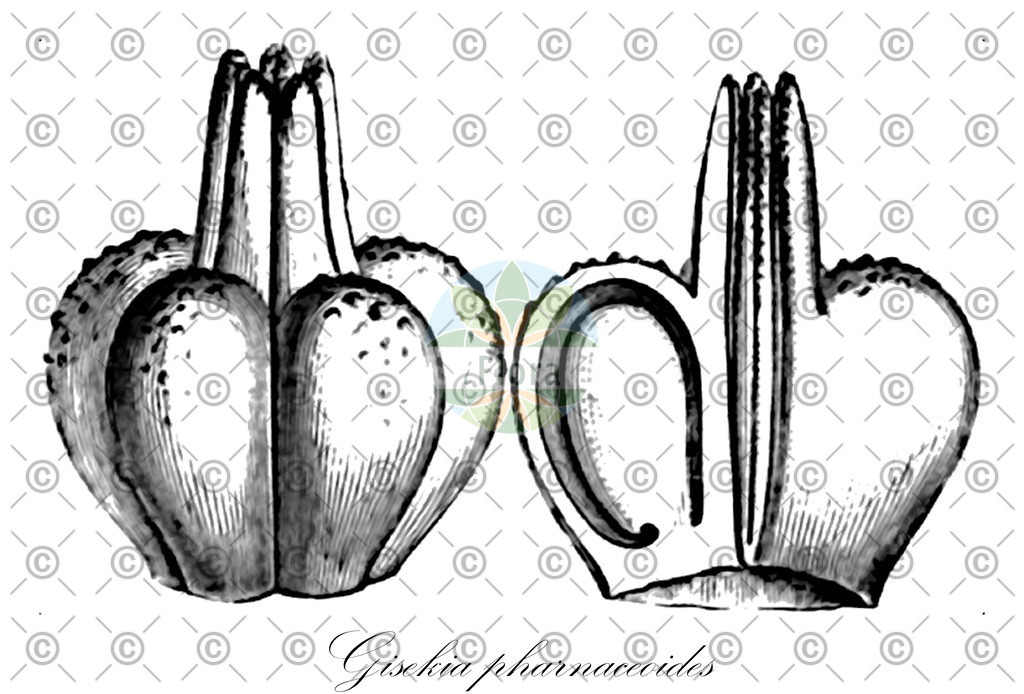 HistAbb_wfo-0000972668_1_ENZY_Simple | Historische Abbildung von Gisekia pharnaceoides - Gisekiaceae | Historical Illustration of Gisekia pharnaceoides - Gisekiaceae