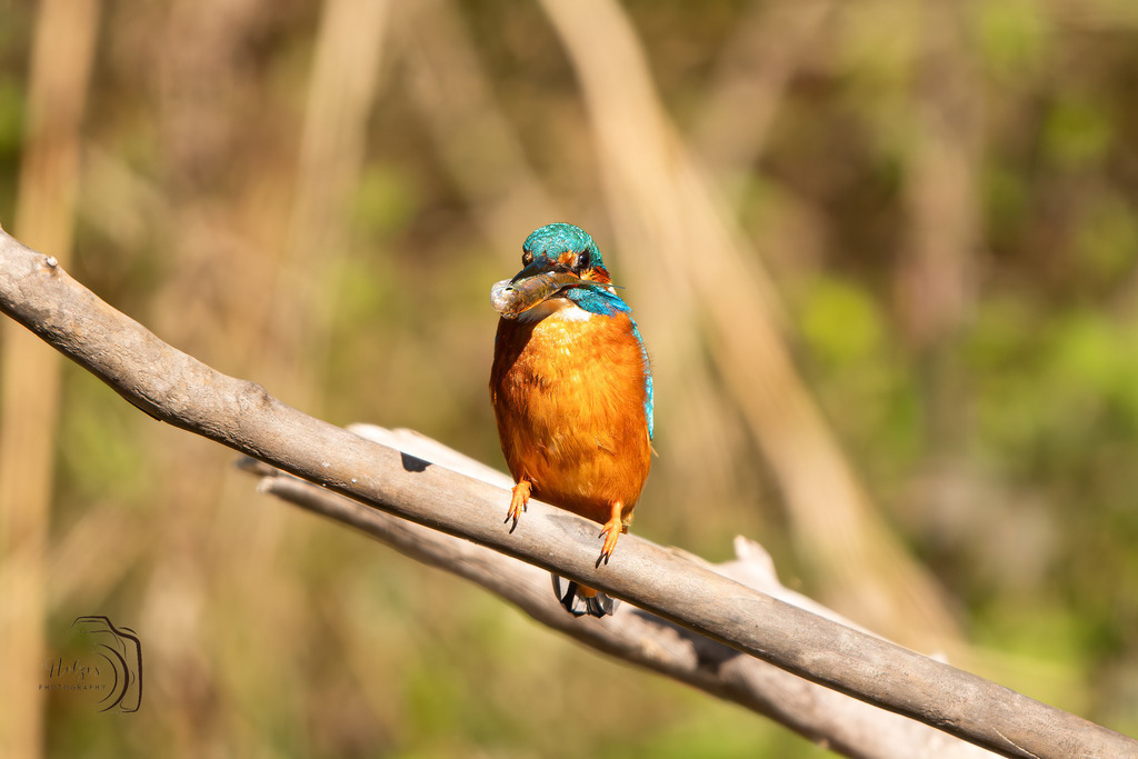 Eisvogel | Holzisphotography, Landschaftsfotografie, Wildlifefotogorafie - Realisiert mit Pictrs.com