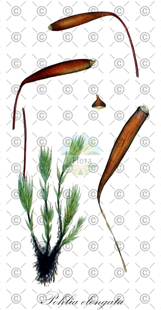 HistAbb_wfo-0000161619_1_ENZY_Simple | Historische Abbildung von Pohlia elongata - Mniaceae | Historical Illustration of Pohlia elongata - Mniaceae