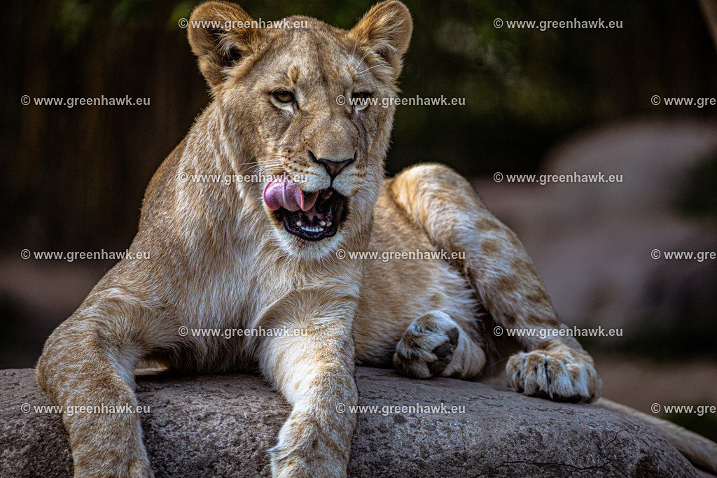 IMG_0163 | Greenhawks Bilder Shop für Landschaften, Urban, Tiere und weiteres als Poster Leinwand oder Fotogeschenk für Ostern Weihnachten oder Geburtstag  - Realisiert mit Pictrs.com