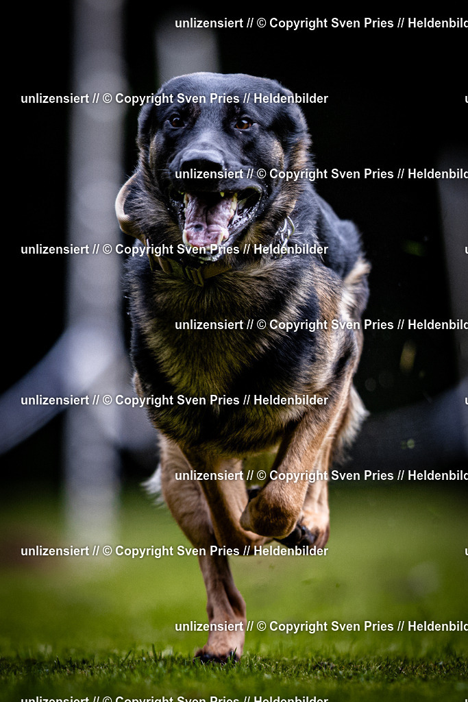 Sven Pries | 2025-10-03 - Hunderennen Obergrombach - Realisiert mit Pictrs.com