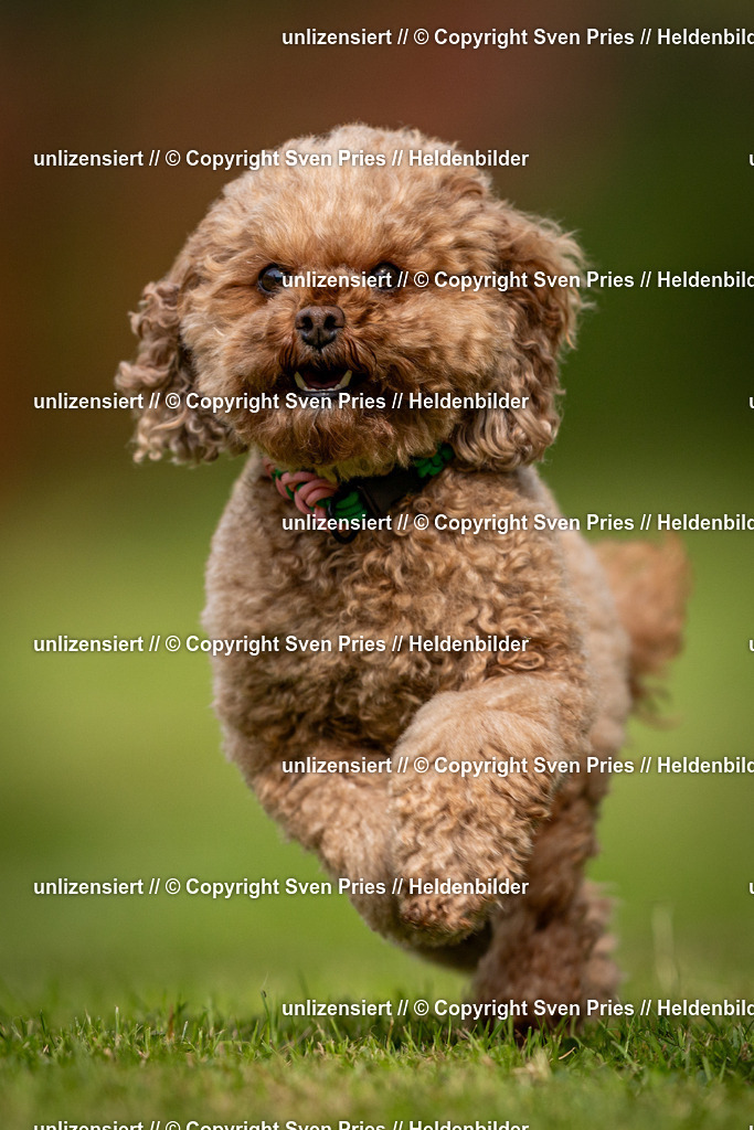 Sven Pries | 2024-09-22 - Hunderennen Baden-BadenPudelverein - Realisiert mit Pictrs.com