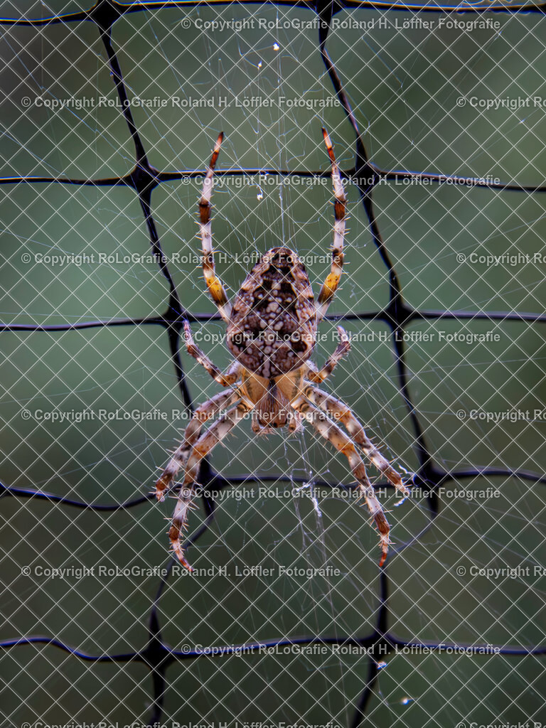 Kreuzspienne | Wandfotos und Wandbilder für Büro, Kanzlei, Praxis und Unternehmen in höchster Qualität. Verfügbar als Jahreskalender, Holzdruck, Leinwand, Forex-Fotodruck, Alu-Dibond, Acrylglas, Akustikbilder. - Realisiert mit Pictrs.com