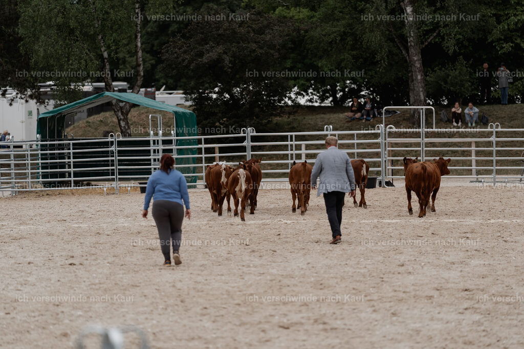 WE__Stoib_Rinder_PI2025_3106 | Pferd International München 2025