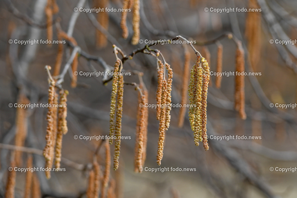 Haselnuss_ Pollen_ Fruehling_ 04.03.2022-7 | 4.03.2022, Linz, AUT, Haselnuss, Haselstaude, Pollen, Allergie, Allergiker, im Bild Themenbild, Haselnuss, Haselstaude, Pollen, Allergie, Allergiker, Bluetezeit, Fruehling, Strauch