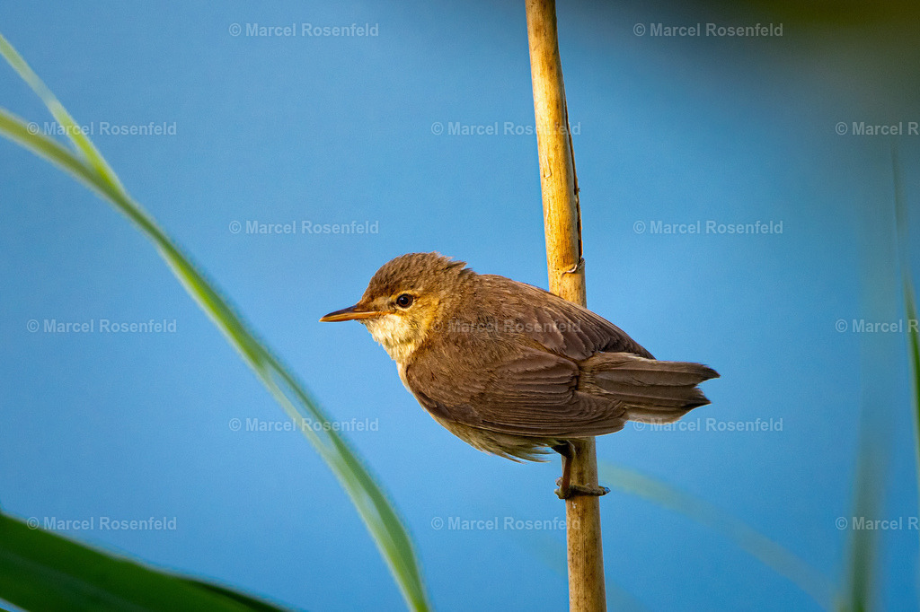 _DSC9514 | foto-rosenfeld