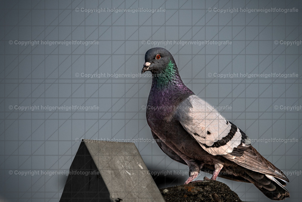 Taube | Kaufen sie online außergewöhnliche Fotografien auf Leinwand Acrylglas Fotoprint Aludibond von holgerweigeltfotografie - Realisiert mit Pictrs.com