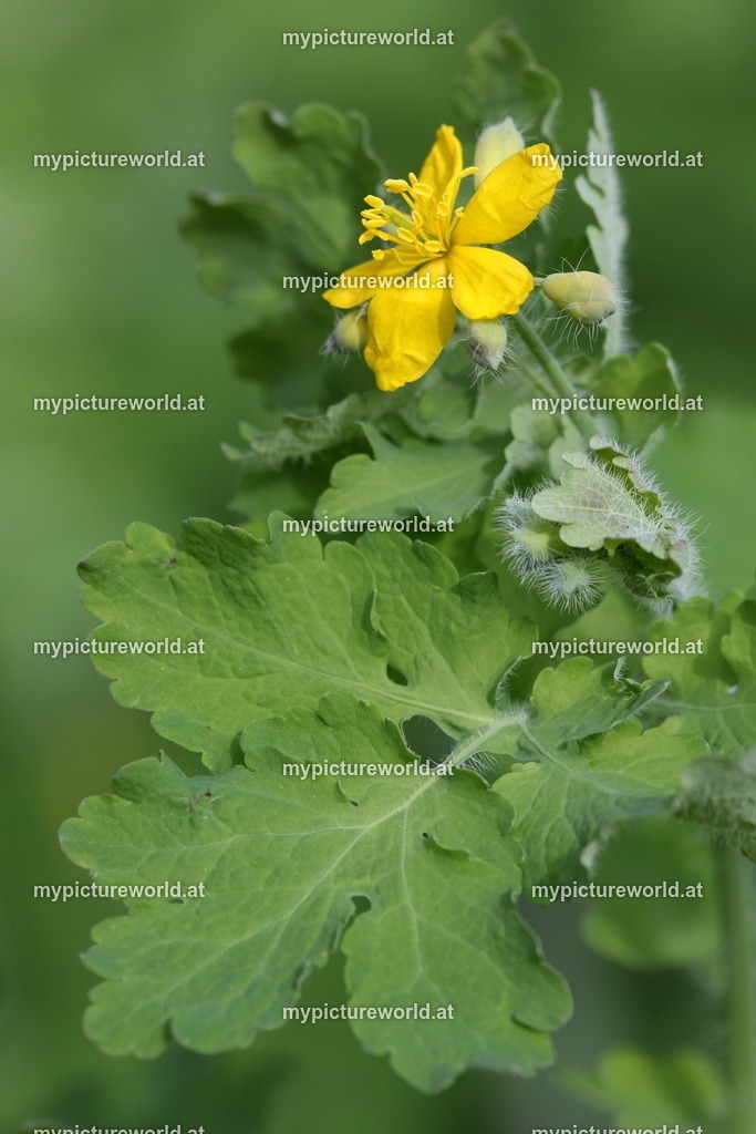 Schöllkraut-002 | Das Bilderarchiv über Tiere, Planzen und Landschaften. In der Bilddatenbank finden Sie ein große Auswahl an hochwertigen Bilder für Ihre Werbung - Realized with Pictrs.com