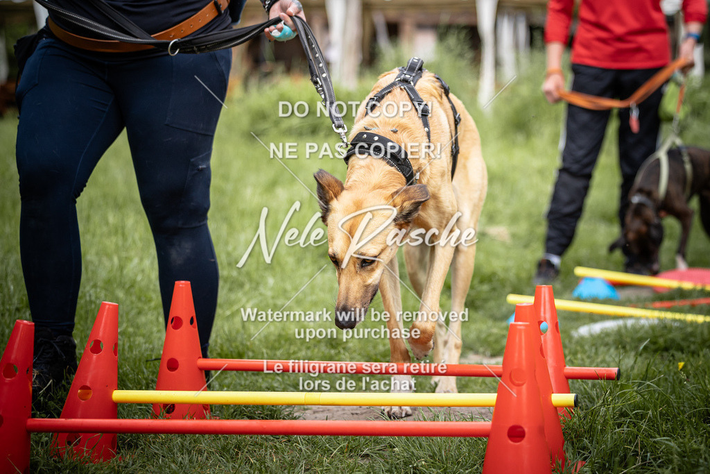 nelerasche_So-earlydog_14 | nelerasche