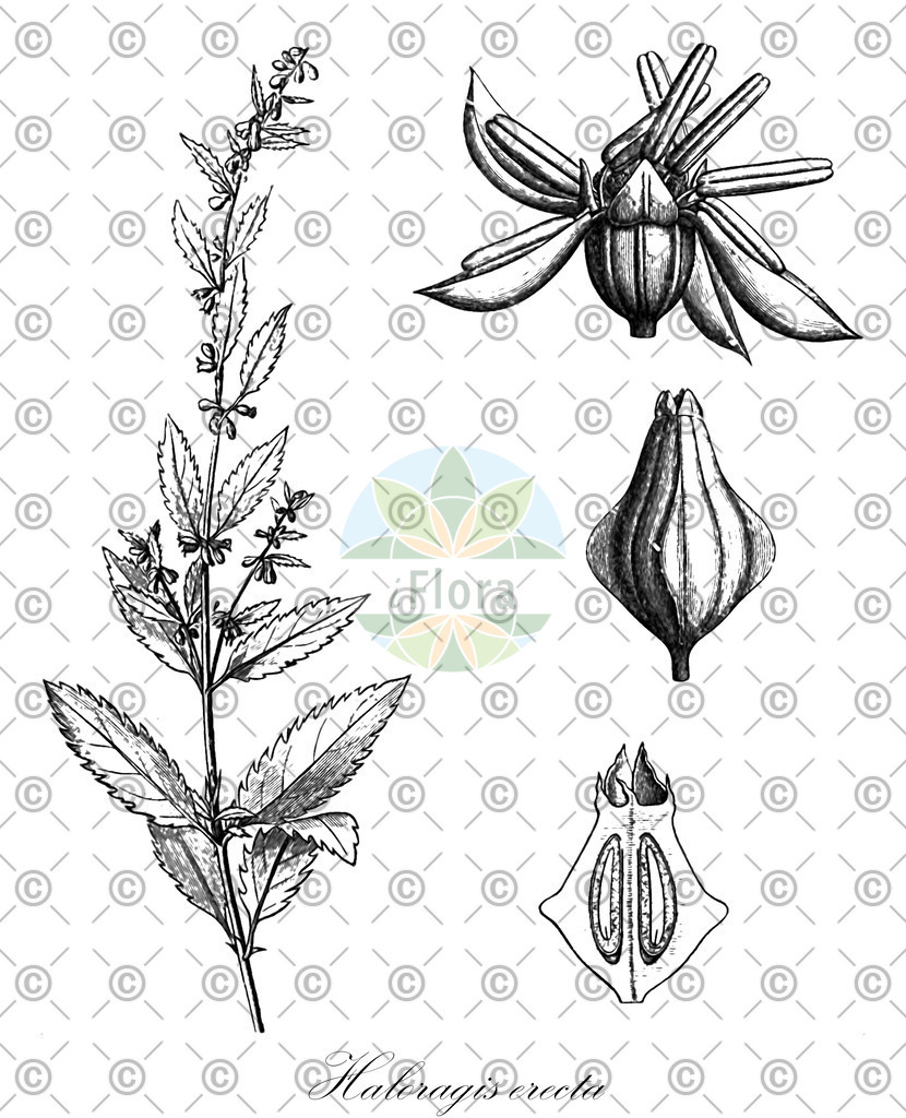 HistAbb_wfo-0000715177_1_ENZY_Simple | Historische Abbildung von Haloragis erecta - Haloragaceae | Historical Illustration of Haloragis erecta - Haloragaceae