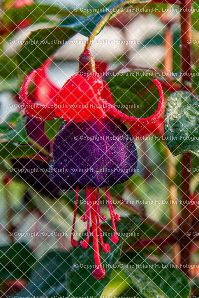 Fuchsien (Fuchsia) sind eine artenreiche Gattung in der Familie der Nachtkerzengewächse (Onagraceae) (2) | Fuchsien (Fuchsia) sind eine artenreiche Gattung in der Familie der Nachtkerzengewächse (Onagraceae) - Realisiert mit Pictrs.com