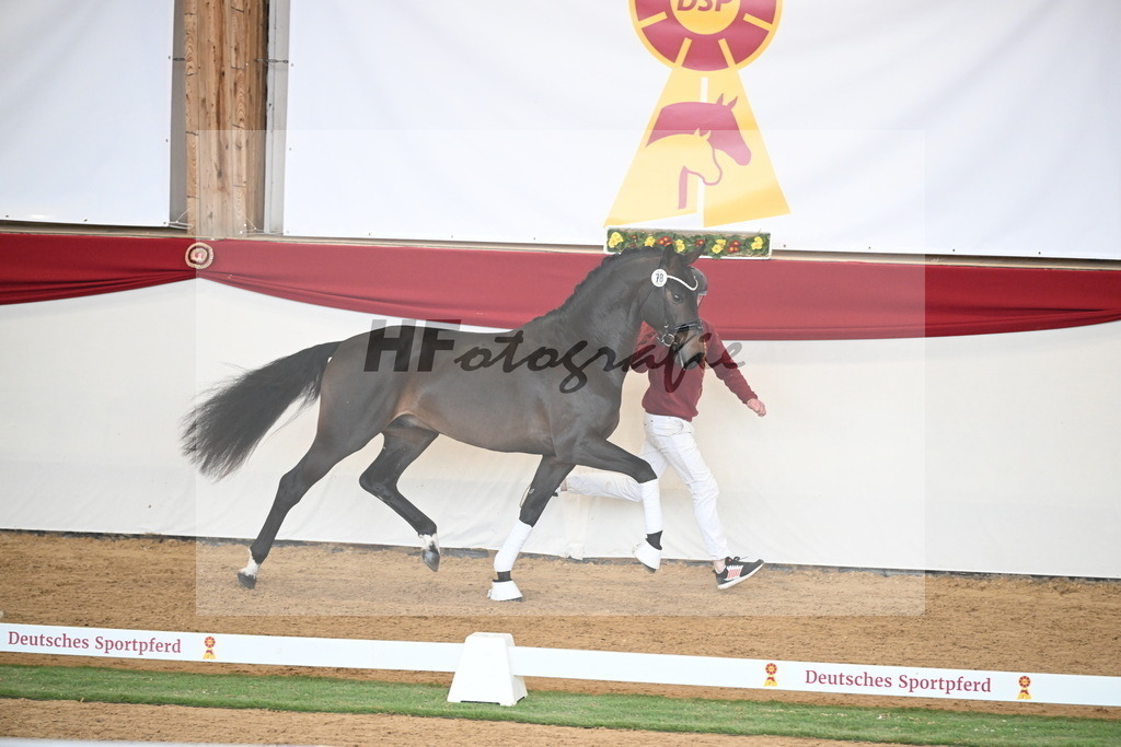 Kat.-Nr. 78 v. Springbank II VH_Reichert_2250742 | hf-fotografie - Realisiert mit Pictrs.com