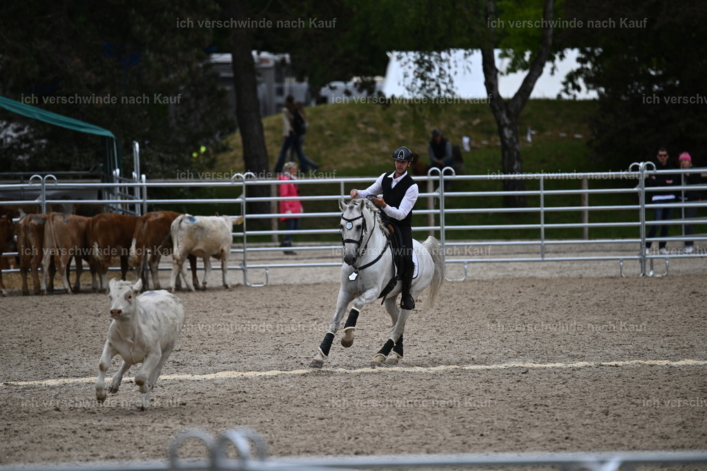 PI26_COW_Sara Landvogt226_7578.JPG | working equitationturnier fotograf videograf stoibphotography marixx film working equitation deutschland reitsport turnierfotografie eventfotografie equestrian events