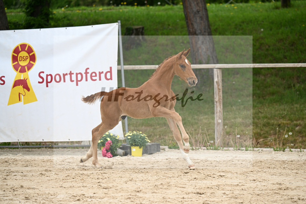 Kat-Nr. 22 HF Chaccothage Blue PS x Asti Spumante_Wimmer_24260474 | hf-fotografie - Realisiert mit Pictrs.com
