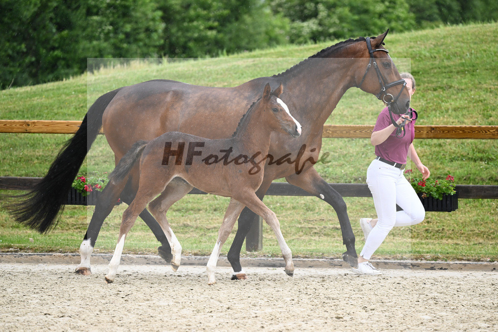 Kat-Nr. 31 SF Quel Homme de Hus_Goetz_17231483 | hf-fotografie - Realisiert mit Pictrs.com