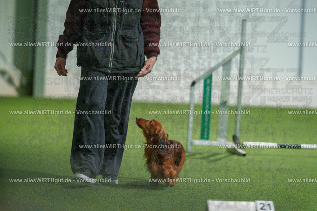 7R506901 | Professionelle Tierfotografie in Mönchengladbach von Daniel Wirth (allesWIRTHgut). Liebevolle & natürliche Bilder von Hunden & Katzen für unvergessliche Erinnerungen.