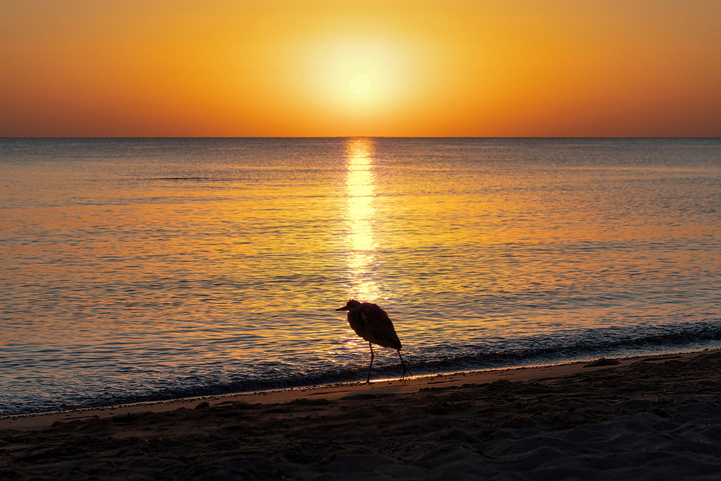 Reiher im Morgenlicht | Ägypten | Premium-Wandbild von justsomewhere.com: Die elegante dunkle Silhouette eines Reihers am Strand des Roten Meeres in Ägypten vor einem spektakulären, intensiv gold-orange leuchtenden Sonnenaufgang. - Realisiert mit Pictrs.com