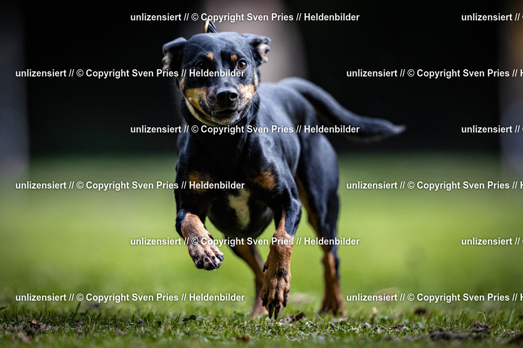 Sven Pries | 2025-10-03 - Hunderennen Obergrombach - Realisiert mit Pictrs.com