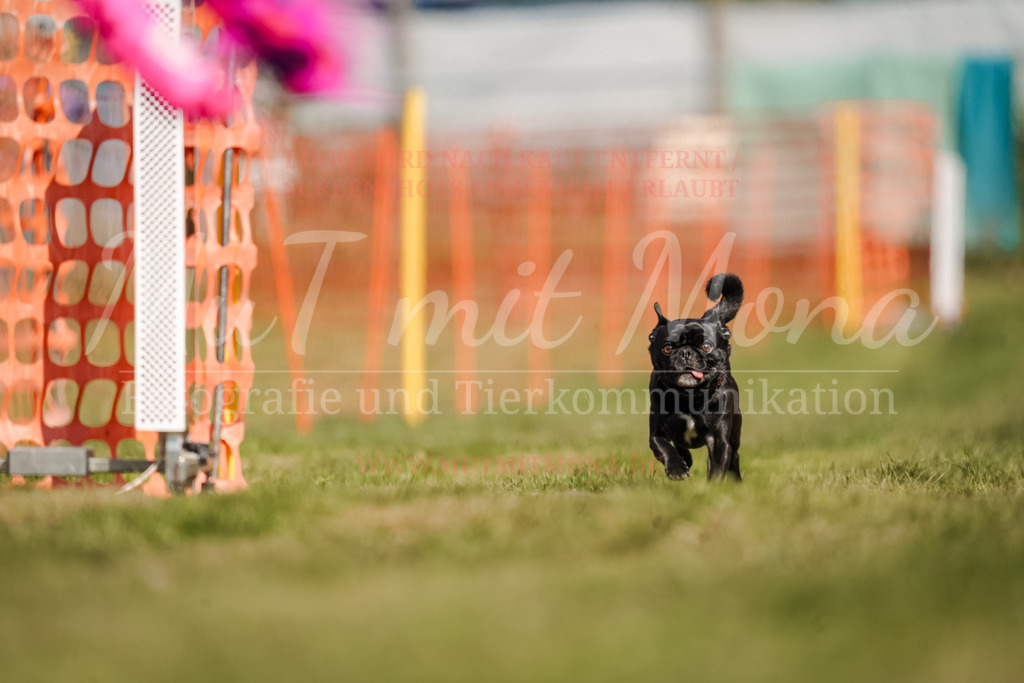 20250928_Hunderennen-504 | MuT (Mensch und Tier) mit Mona - Fotografie und Tierkommunikation - Realisiert mit Pictrs.com