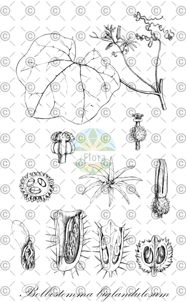 HistAbb_wfo-0000568244_1_ENZY_Simple | Historische Abbildung von Bolbostemma biglandulosum - Cucurbitaceae | Historical Illustration of Bolbostemma biglandulosum - Cucurbitaceae