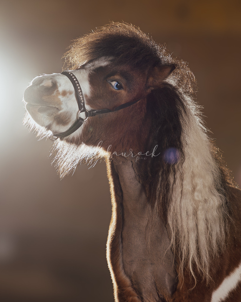 701A3240LF06_2 | Sportbilder, Sportfotograf, Hochzeits- und Eventfotografin, Flugshows, Portraits und Tiershooting, Aviation, Downhill, Nationalleague, Swissleague, International