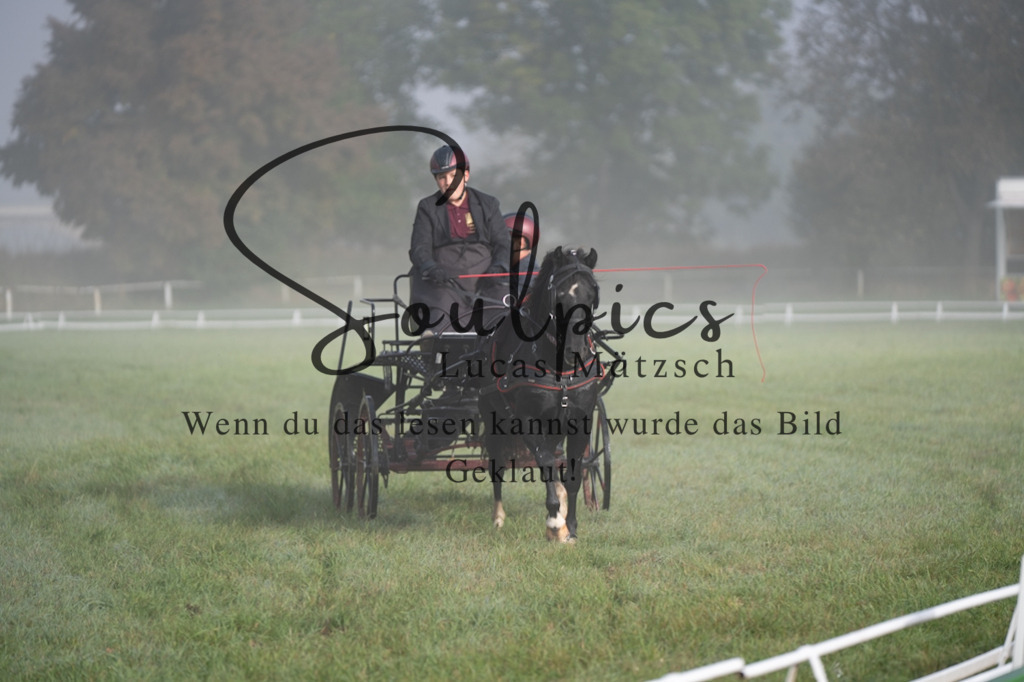 A7V04077 | Pferdefotograf