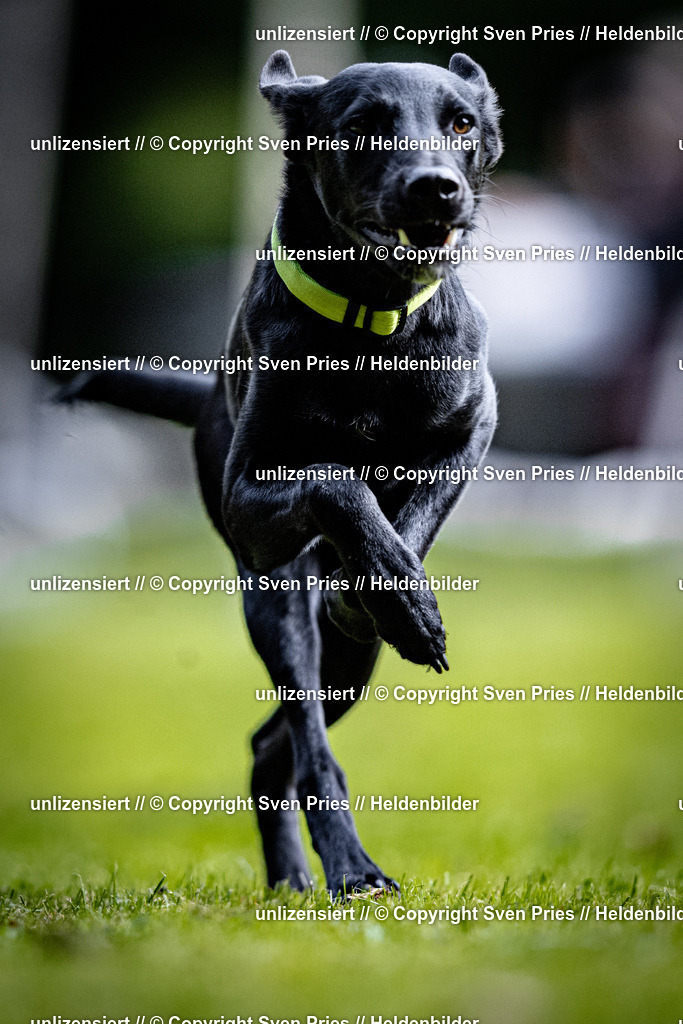 Sven Pries | 2025-10-03 - Hunderennen Obergrombach - Realisiert mit Pictrs.com