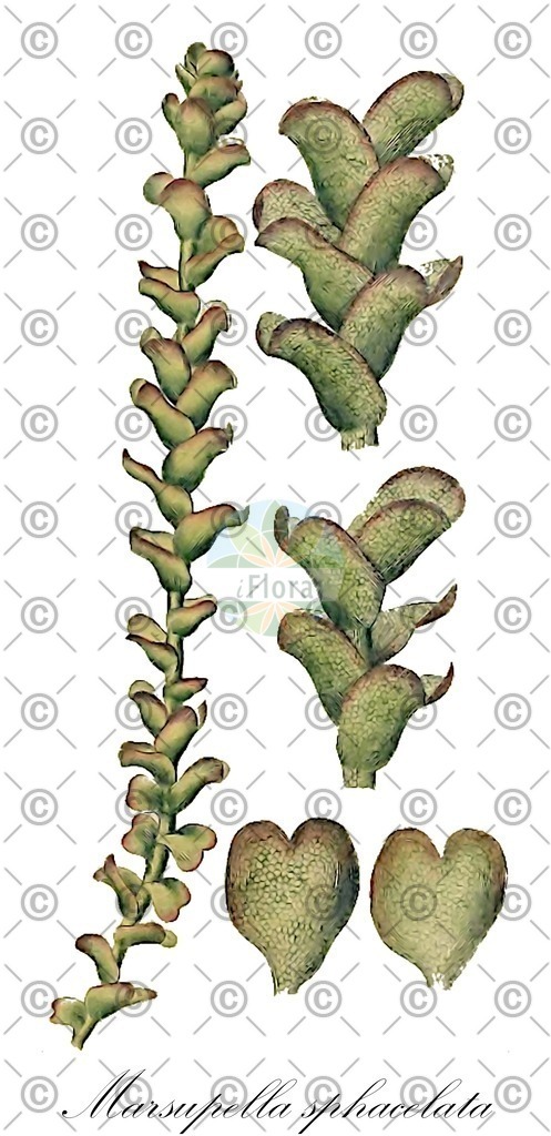 HistAbb_wfo-0000236725_1_ENZY_Simple | Historische Abbildung von Marsupella sphacelata - Gymnomitriaceae | Historical Illustration of Marsupella sphacelata - Gymnomitriaceae