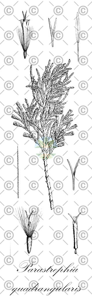 HistAbb_wfo-0001085497_1_ENZY_Simple | Historische Abbildung von Parastrephia quadrangularis - Asteraceae | Historical Illustration of Parastrephia quadrangularis - Asteraceae