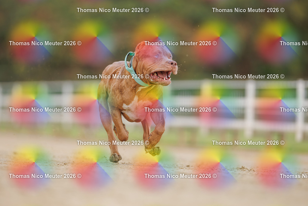 Thomas_Nico_Meuter(C)_03. Oktober 2026_223A9384 | Bild von Thomas Nico Meuter - Realisiert mit Pictrs.com