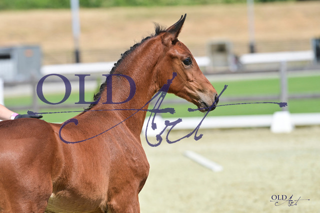 39 DE433330692723 FRE Santos - Romanov Blue Hors - Aquilino DSC_3849 | <meta name="description" content="★Offizieller Merchandise und Foto-/Videostore des Oldenburger Verbandes.★ ✅Jetzt auch digital Ausdrucke erhältlich." />
<meta name="keywords" content="Merchandise Foto-/Videostore Oldenburger Verband Photographie 