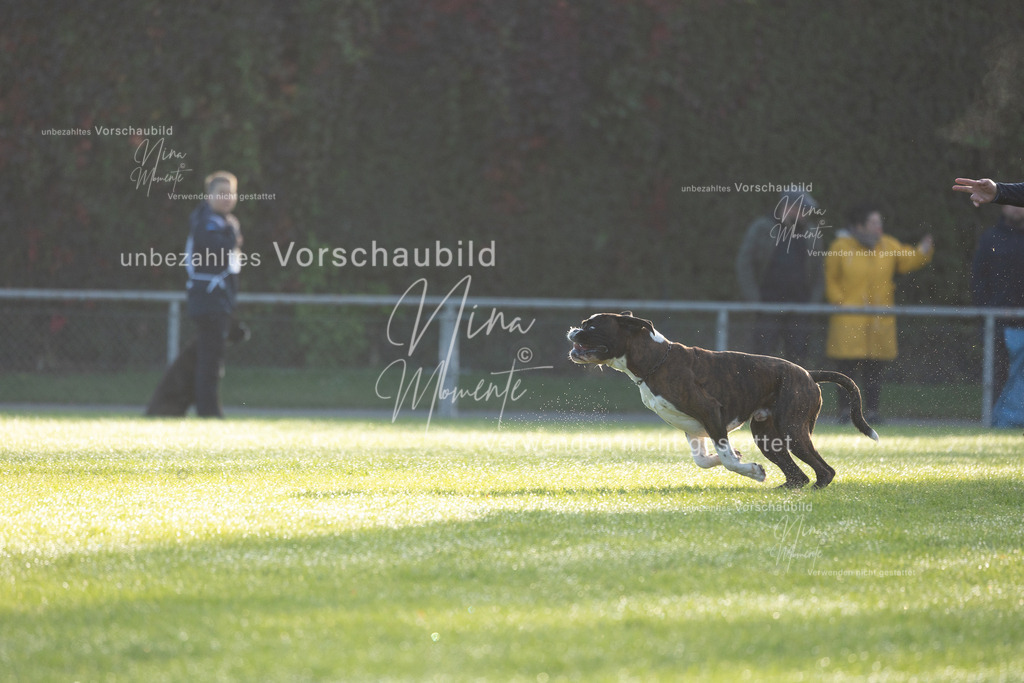 _16A6142 | Einzigartige Fotos von Hunden & Menschen –Actionfotos, Portraits, Vereinsaufnahmen & Paarshootings – authentisch, lebendig & mit Herz.