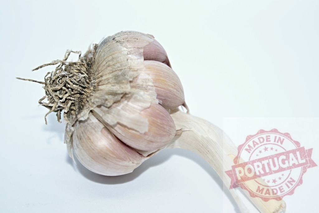 Garlic bulb with roots on white background | Garlic bulb resting on a white surface, showing roots and cloves - Realized with Pictrs.com