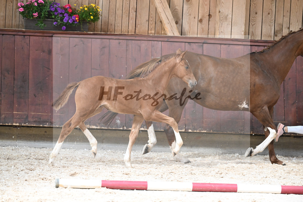 Kat-Nr. 17 HF Vitalis x Topas_Ritzel_32240606 | hf-fotografie - Realisiert mit Pictrs.com