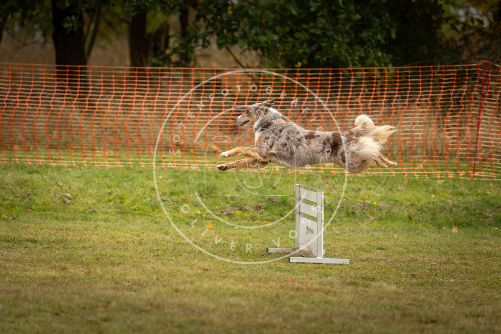 Pfotenfotografie_DV3A2573 | Hundefotografie, Tierfotograf, Pfotenfotografie, Fotoshooting Hund, Hunde Portrait, Hundesport, Hundeportraits, Heideshooting, Hunde, Sportfotograf, Hundefotograf, Turnierhundsport, THS,  - Realisiert mit Pictrs.com