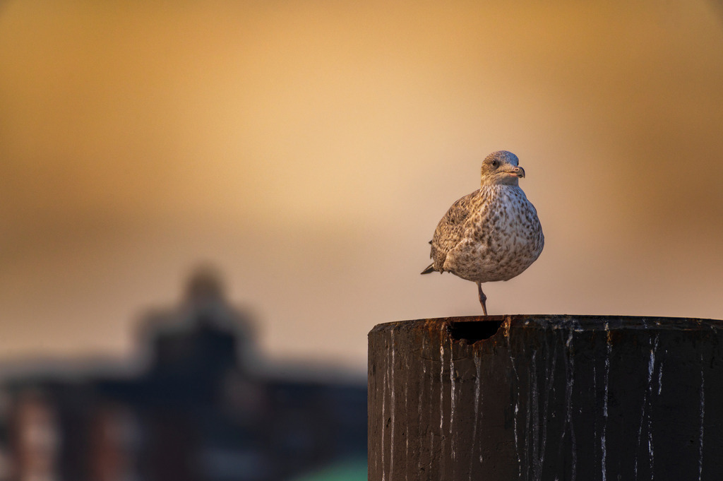 2022_10_31_HAMBURG_MCP5433 | Hochwertig gedruckte Fotografien für die Wand, als Kalender und zum Verschenken. Hamburg & Norddeutschland und überall wo ich mit der Kamera unterwegs war.