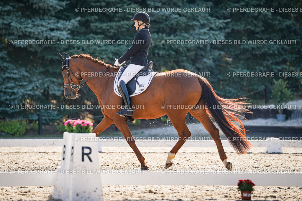 DSC09052 | Pferdegrafie