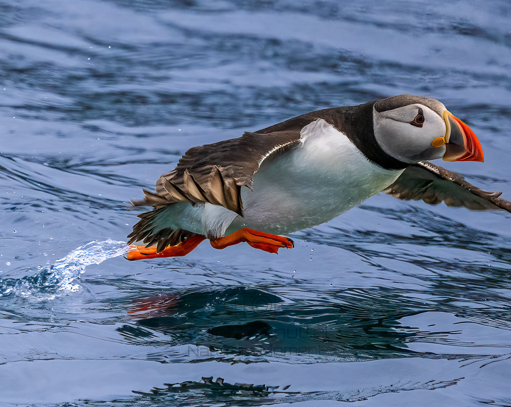 P1002473-Bearbeitet-Bearbeitet-2-LR | Natur im Moment - Realisiert mit Pictrs.com