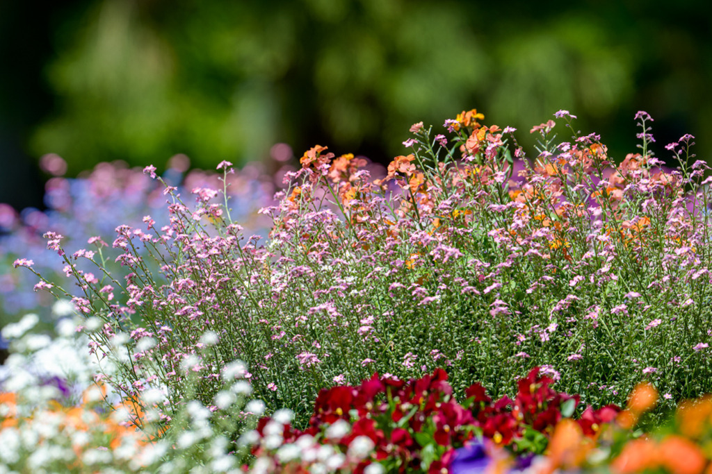 Frühlingsblumen | Farbenfroh leuchten diese Frühlingsblumen im Park Planten un Blomen in Hamburg. Im Vorder- sowie Hintergrund verschmelzen Farben und Lichtpunkte luftig zart ineinander. — Auflösung des Originals: 8256 x 5504 px. - Realisiert mit Pictrs.com