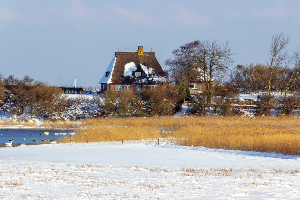 Wandbild: Winter in Winnemark an der Schlei | Dieses Wandbild im Querformat zeigt ein Reetdachhaus neben einem verschneiten Feld direkt an der Schlei. Zwischen dem Feld und dem Haus befindet sich rötlicher Schilf.  - Realisiert mit Pictrs.com