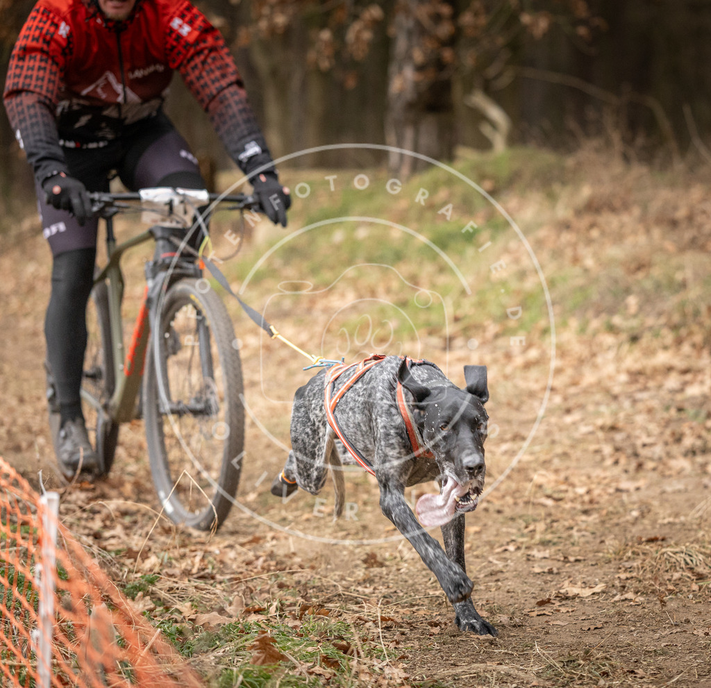 Pfotenfotografie_DV3A2650 | Hundefotografie, Tierfotograf, Pfotenfotografie, Fotoshooting Hund, Hunde Portrait, Hundesport, Hundeportraits, Heideshooting, Hunde, Sportfotograf, Hundefotograf, Turnierhundsport, THS,  - Realisiert mit Pictrs.com