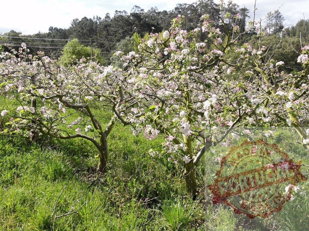 Apple trees blossoming in spring orchard farm | Apple trees blooming with pink and white flowers in a sunny rural orchard - Realized with Pictrs.com