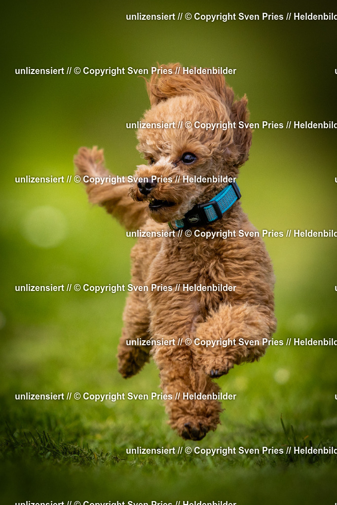 Sven Pries | 2025-04-13 - Hunderennen Baden-Baden - Realisiert mit Pictrs.com