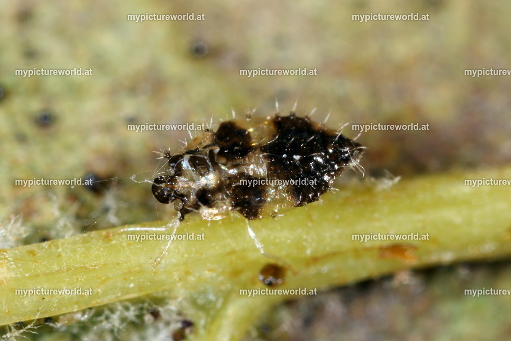 Corythucha ciliata-017 | Nymphe der Platanen-Netzwanze - Realisiert mit Pictrs.com