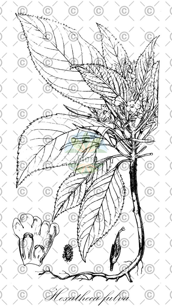 HistAbb_wfo-0000721852_2_ENZY_Simple | Historische Abbildung von Hexatheca fulva - Gesneriaceae | Historical Illustration of Hexatheca fulva - Gesneriaceae