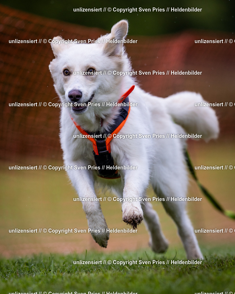 Sven Pries | 2024-04-21 - Hunderennen Baden-Oos
Foto: Sven Pries - Realisiert mit Pictrs.com